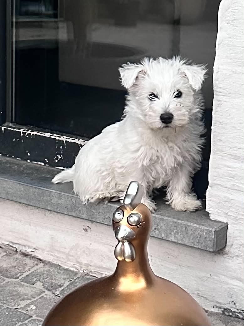 Zita aan het gouden ei 24 mei 2026